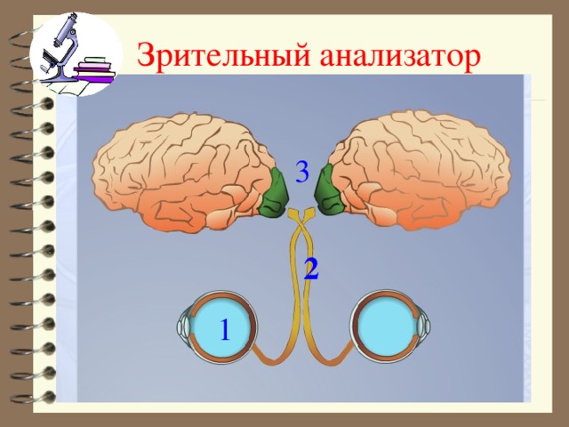 Зрительный анализатор 3 2 1