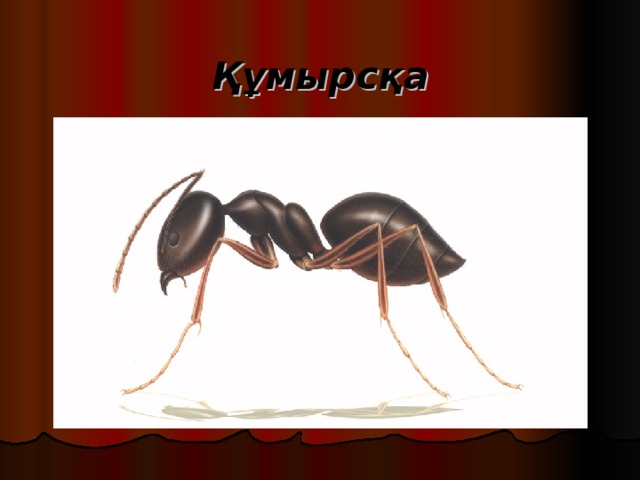 Құмырсқа