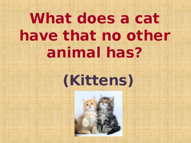 What does a cat have that no other  animal has?  ( Kittens )