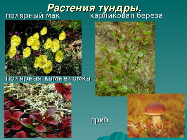 Растения тундры. полярный мак карликовая береза полярная камнеломка  гриб