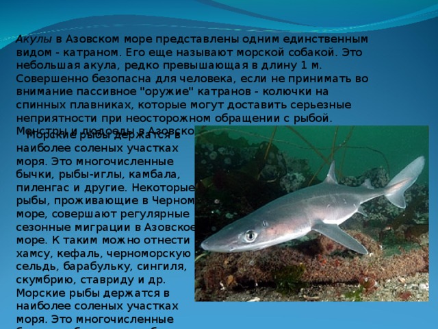 Акулы  в Азовском море представлены одним единственным видом - катраном. Его еще называют морской собакой. Это небольшая акула, редко превышающая в длину 1 м. Совершенно безопасна для человека, если не принимать во внимание пассивное 