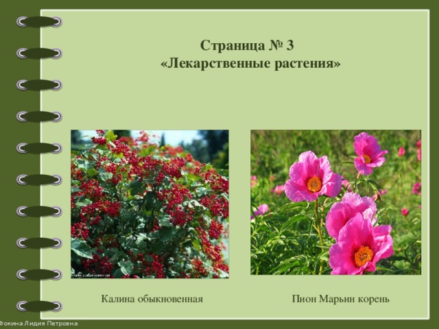 Страница № 3 «Лекарственные растения» Калина обыкновенная Пион Марьин корень