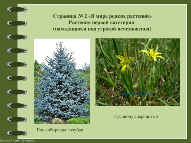 Страница № 2 «В мире редких растений» Растения первой категории (находящиеся под угрозой исчезновения) Гусинолук зернистый Ель сибирская голубая