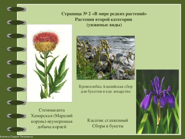 Страница № 2 «В мире редких растений» Растения второй категории (уязвимые виды) Кровохлебка Альпийская сбор для букетов и как лекарство Стеммаканта Хамарская (Маралий корень)-неумеренная добыча корней Касатик сглаженный Сборы в букеты