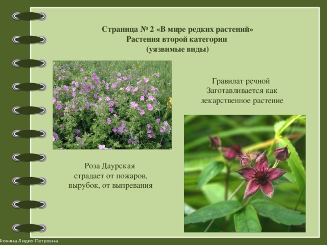 Страница № 2 «В мире редких растений» Растения второй категории (уязвимые виды) Гравилат речной Заготавливается как лекарственное растение Роза Даурская страдает от пожаров, вырубок, от выпревания