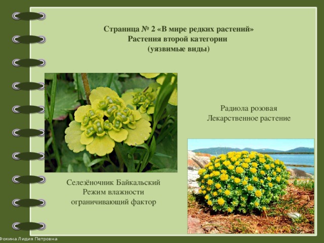 Страница № 2 «В мире редких растений» Растения второй категории (уязвимые виды) Радиола розовая Лекарственное растение Селезёночник Байкальский Режим влажности ограничивающий фактор