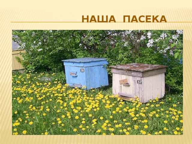 наша пасека