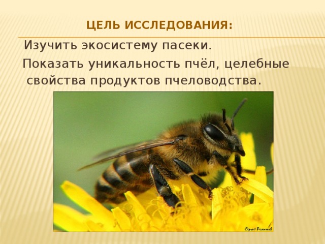 Цель исследования:    Изучить экосистему пасеки.  Показать уникальность пчёл, целебные свойства продуктов пчеловодства .