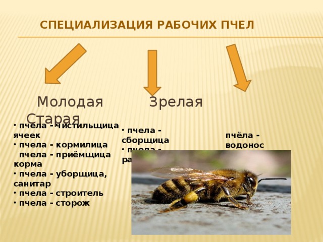 специализация рабочих пчел    Молодая Зрелая Старая  пчела - чистильщица ячеек  пчела - кормилица  пчела - приёмщица корма  пчела - уборщица, санитар  пчела - строитель  пчела - сторож  пчела - сборщица  пчела - разведчица пчёла - водонос