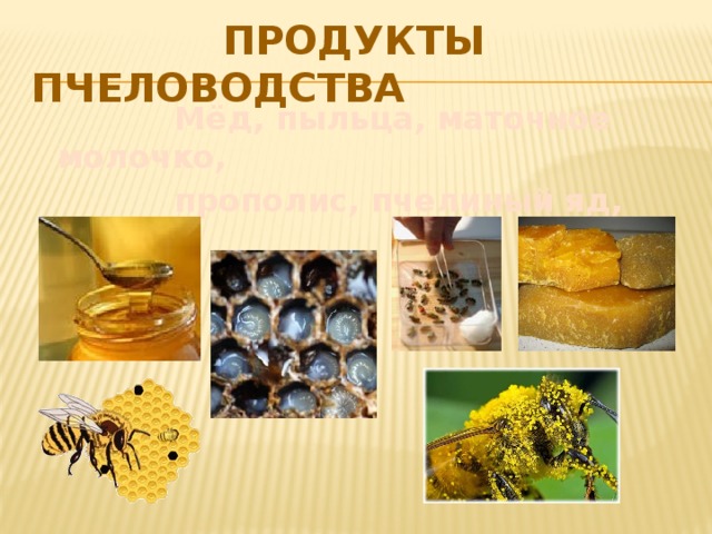 продукты пчеловодства     Мёд, пыльца, маточное молочко,  прополис, пчелиный яд, воск