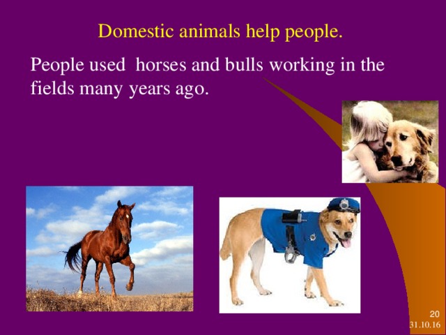 Domestic animals help people. Domestic animals help people. Domestic animals help people. Domestic animals help people. Domestic animals help people. People used horses and bulls working in the fields many years ago.   31.10.16