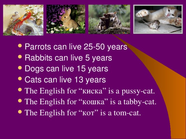 Parrots can live 25-50 years Rabbits can live 5 years Dogs can live 15 years Cats can live 13 years The English for “ киска ” is а pussy-cat. The English for “ кошка ” is а tabby-cat. The English for “ кот ” is а tom-cat.