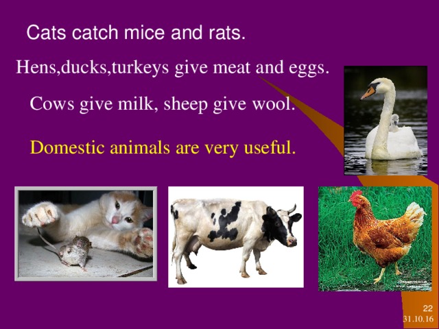 Cats catch mice and rats. Hens,ducks,turkeys give meat and eggs. Cows give milk, sheep give wool. Domestic animals are very useful.   31.10.16