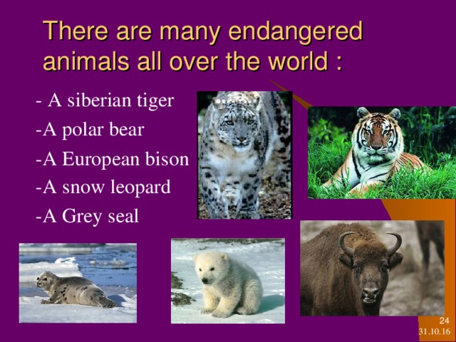 T here are many endangered animals all over the world : - A s iberian tiger - A polar bear - A European bison -A snow leopard  -A Grey seal - A s iberian tiger - A polar bear - A European bison -A snow leopard  -A Grey seal - A s iberian tiger - A polar bear - A European bison -A snow leopard  -A Grey seal - A s iberian tiger - A polar bear - A European bison -A snow leopard  -A Grey seal - A s iberian tiger - A polar bear - A European bison -A snow leopard  -A Grey seal   31.10.16
