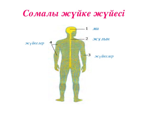 Сомалы жүйке жүйесі ми жұлын жүйкелер жүйкелер