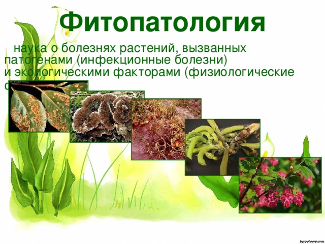 Фитопатология наука о болезнях растений, вызванных патогенами (инфекционные болезни) и экологическими факторами (физиологические факторы).