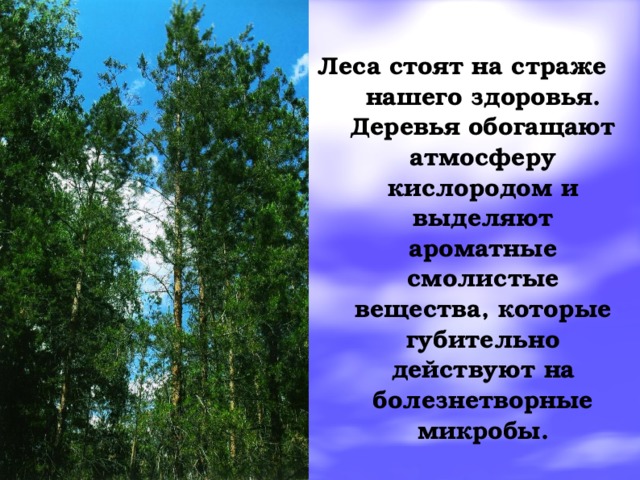 Леса стоят на страже нашего здоровья. Деревья обогащают атмосферу кислородом и выделяют ароматные смолистые вещества, которые губительно действуют на болезнетворные микробы.