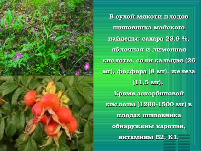 В сухой мякоти плодов шиповника майского найдены: сахара 23,9 %, яблочная и лимонная кислоты, соли кальция (26 мг), фосфора (8 мг), железа (11,5 мг).  Кроме аскорбиновой кислоты (1200-1500 мг) в плодах шиповника обнаружены каротин, витамины B2, K1.