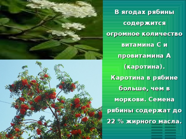 В ягодах рябины содержится огромное количество витамина С и провитамина А (каротина). Каротина в рябине больше, чем в моркови. Семена рябины содержат до 22 % жирного масла.