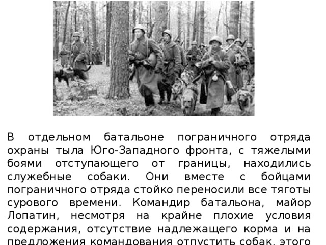 В отдельном батальоне пограничного отряда охраны тыла Юго-Западного фронта, с тяжелыми боями отступающего от границы, находились служебные собаки. Они вместе с бойцами пограничного отряда стойко переносили все тяготы сурового времени. Командир батальона, майор Лопатин, несмотря на крайне плохие условия содержания, отсутствие надлежащего корма и на предложения командования отпустить собак, этого не сделал.