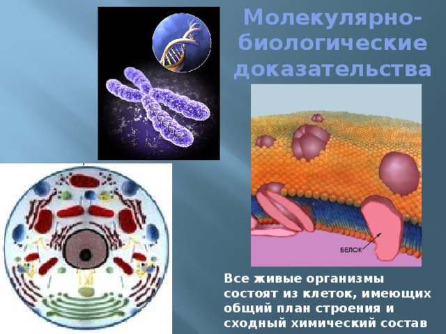 Молекулярно-биологические доказательства Все живые организмы состоят из клеток, имеющих общий план строения и сходный химический состав