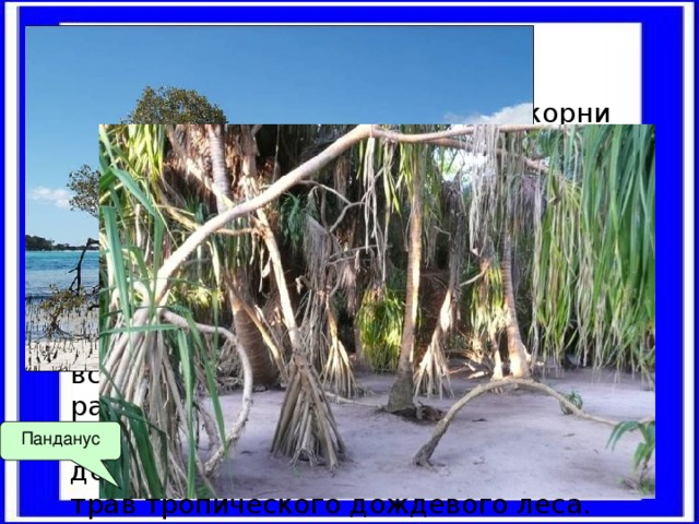Ходульные корни Очень своеобразны ходульные корни растений. Наиболее часто они встречаются у видов рода панданус и являются важным приспособлением к обитанию в условиях сильных, а иногда и ураганных ветров на тропических океанических островах. Ходульные корни нередко встречаются также у тропических растений, произрастающих на мягкой почве, например, у мангровых деревьев, некоторых пальм и даже трав тропического дождевого леса. Панданус