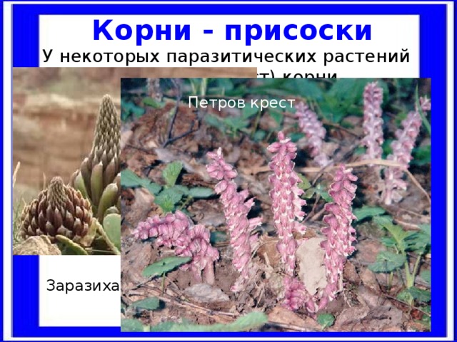 Корни - присоски У некоторых паразитических растений (заразиха, петров крест) корни превратились в присоски. Петров крест Заразиха