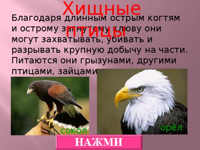 Хищные птицы Благодаря длинным острым когтям и острому загнутому клюву они могут захватывать, убивать и разрывать крупную добычу на части.  Питаются они грызунами, другими птицами, зайцами и др. орёл сокол