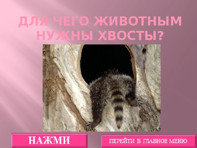 Для чего животным нужны хвосты?