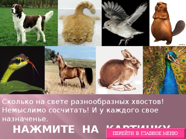 Сколько на свете разнообразных хвостов! Немыслимо сосчитать! И у каждого свое назначенье. НАЖМИТЕ НА КАРТИНКУ .