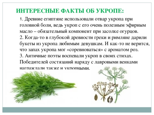 ИНТЕРЕСНЫЕ ФАКТЫ ОБ УКРОПЕ :   1 . Древние египтяне использовали отвар укропа при головной боли, ведь укроп с его очень полезным эфирным масло – обязательный компонент при засолке огурцов. 2. Когда-то в глубокой древности греки и римляне дарили букеты из укропа любимым девушкам. И как-то не верится, что запах укропа мог «соревноваться» с ароматом роз. 3. Античные поэты воспевали укроп в своих стихах. Победителей состязаний наряду с лавровыми венками награждали также и укропными.