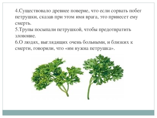 4.Существовало древнее поверие, что если сорвать побег петрушки, сказав при этом имя врага, это принесет ему смерть.  5.Трупы посыпали петрушкой, чтобы предотвратить зловоние.  6.О людях, выглядящих очень больными, и близких к смерти, говорили, что «им нужна петрушка». 