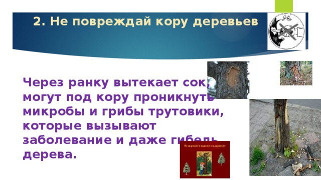 2. Не повреждай кору деревьев Через ранку вытекает сок, могут под кору проникнуть микробы и грибы трутовики, которые вызывают заболевание и даже гибель дерева.