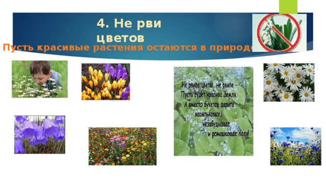 4. Не рви цветов Пусть красивые растения остаются в природе!