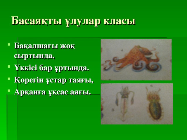 Басаяқты ұлулар класы