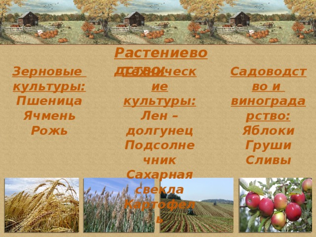 Растениеводство: Садоводство и Зерновые Технические культуры: культуры: виноградарство: Лен – долгунец Пшеница Яблоки Груши Подсолнечник Ячмень Сахарная свекла Рожь Сливы Картофель