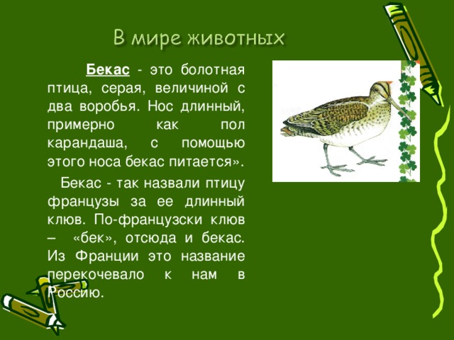 Бекас - это болотная птица, серая, величиной с два воробья. Нос длинный, примерно как пол карандаша, с помощью этого носа бекас питается».  Бекас - так назвали птицу французы за ее длинный клюв. По-французски клюв – «бек», отсюда и бекас. Из Франции это название перекочевало к нам в Россию.