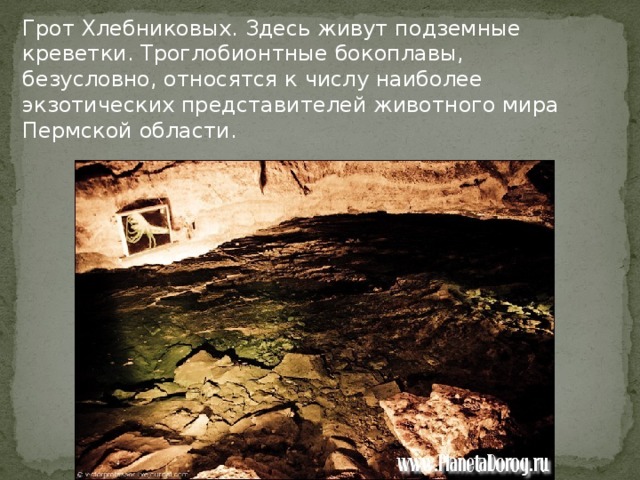 Грот Хлебниковых. Здесь живут подземные креветки. Троглобионтные бокоплавы, безусловно, относятся к числу наиболее экзотических представителей животного мира Пермской области.