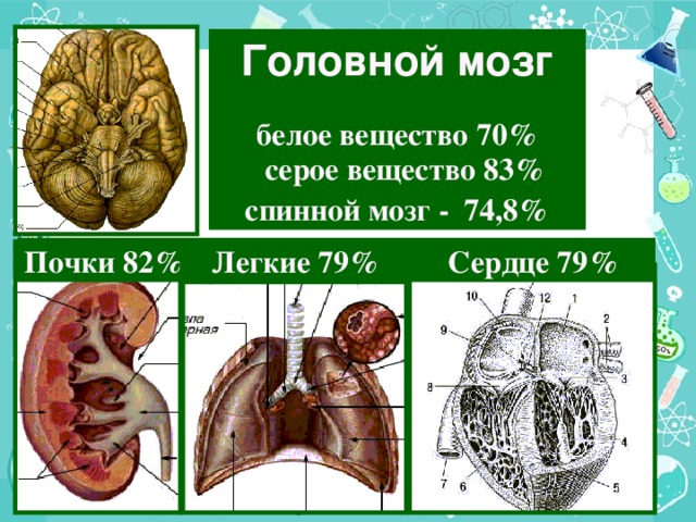 Головной мозг  белое вещество 70%  серое вещество 83% с пинной мозг - 74,8% Сердце 79% Почки 82% Легкие 79%
