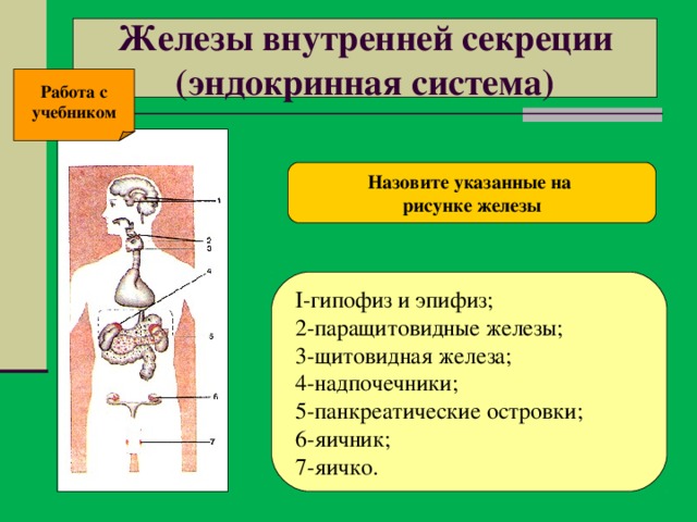Железы внутренней секреции  (эндокринная система) Работа с учебником Назовите указанные на рисунке железы  I-гипофиз и эпифиз;  2-паращитовидные железы;  3-щитовидная железа;  4-надпочечники;  5-панкреатические островки;  6-яичник;  7-яичко.