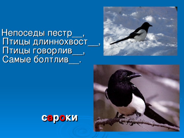 Непоседы пестр__,  Птицы длиннохвост__,  Птицы говорлив__,  Самые болтлив__. с о р о ки с а р о ки