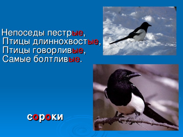 Непоседы пестр ые ,  Птицы длиннохвост ые ,  Птицы говорлив ые ,  Самые болтлив ые . с о р о ки