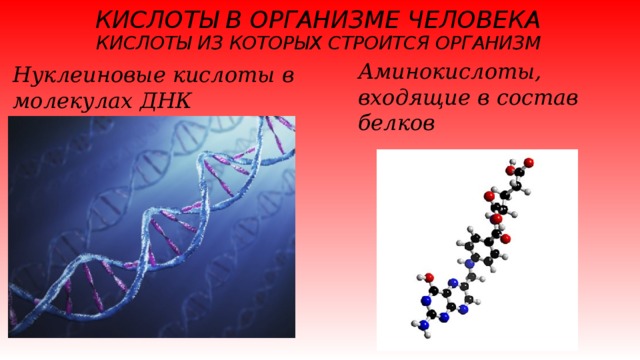КИСЛОТЫ В ОРГАНИЗМЕ ЧЕЛОВЕКА  КИСЛОТЫ ИЗ КОТОРЫХ СТРОИТСЯ ОРГАНИЗМ Аминокислоты, входящие в состав белков Нуклеиновые кислоты в молекулах ДНК