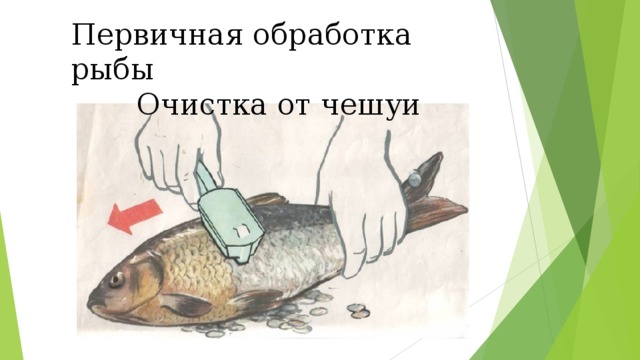 Первичная обработка рыбы  Очистка от чешуи Первичная обработка рыбы  Очистка рыбы от чешуи
