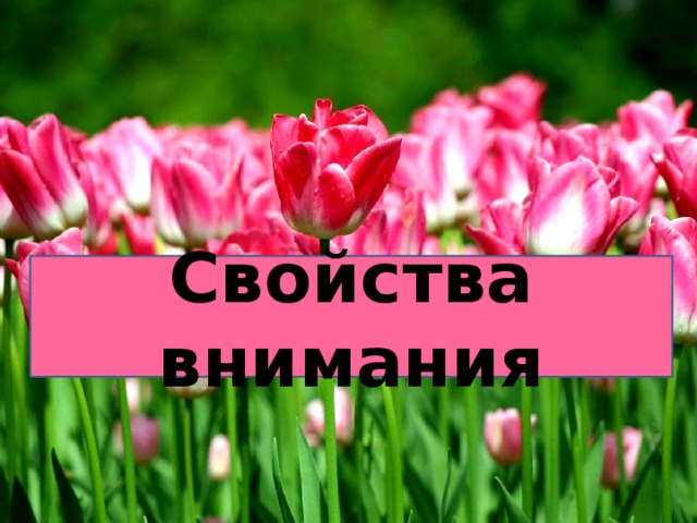 Свойства внимания