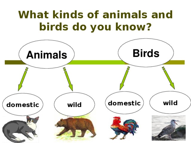 What kinds of animals and birds do you know? Birds Animals wild domestic wild domestic