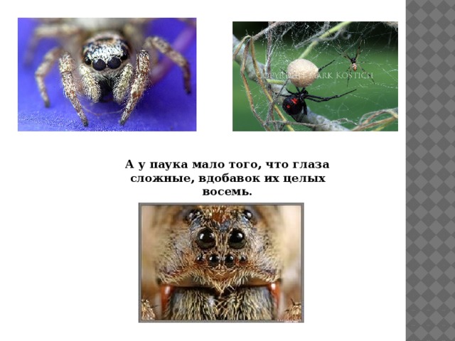 А у паука мало того, что глаза сложные, вдобавок их целых восемь.