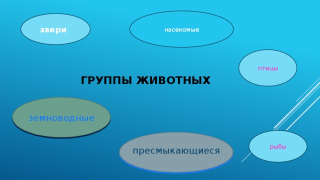 насекомые  звери птицы Группы животных земноводные рыбы пресмыкающиеся