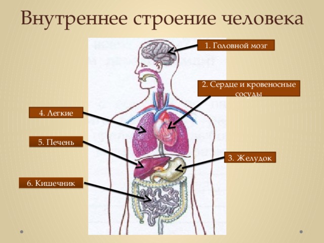 Внутреннее строение человека 1. Головной мозг 2. Сердце и кровеносные сосуды 4. Легкие 5. Печень 3. Желудок 6. Кишечник