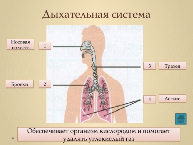 Дыхательная система Носовая полость 1 3 Трахея 2 Бронхи Легкие 4 Обеспечивает организм кислородом и помогает удалять углекислый газ
